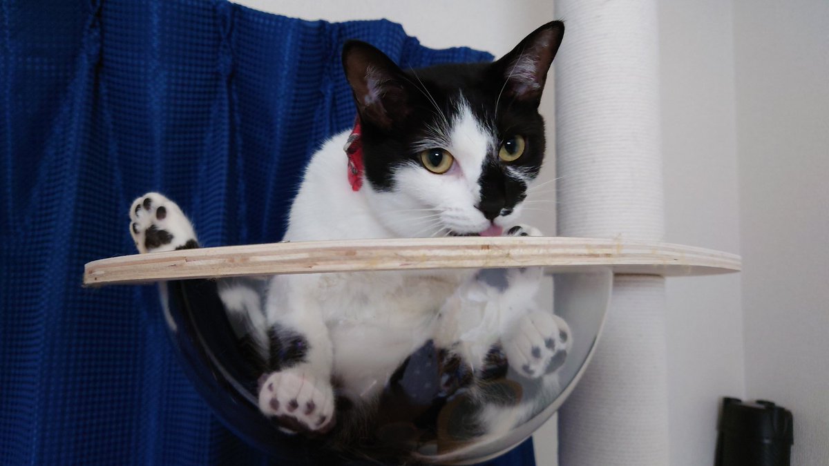 ｱﾏﾘﾆｶﾜｲｲ