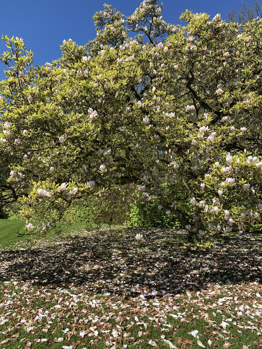 mariacggnoord's tweet image. Hoe mooi is een bijna uitgebloeide #magnolia kom kijken in de #tuin van de #Menkemaborg