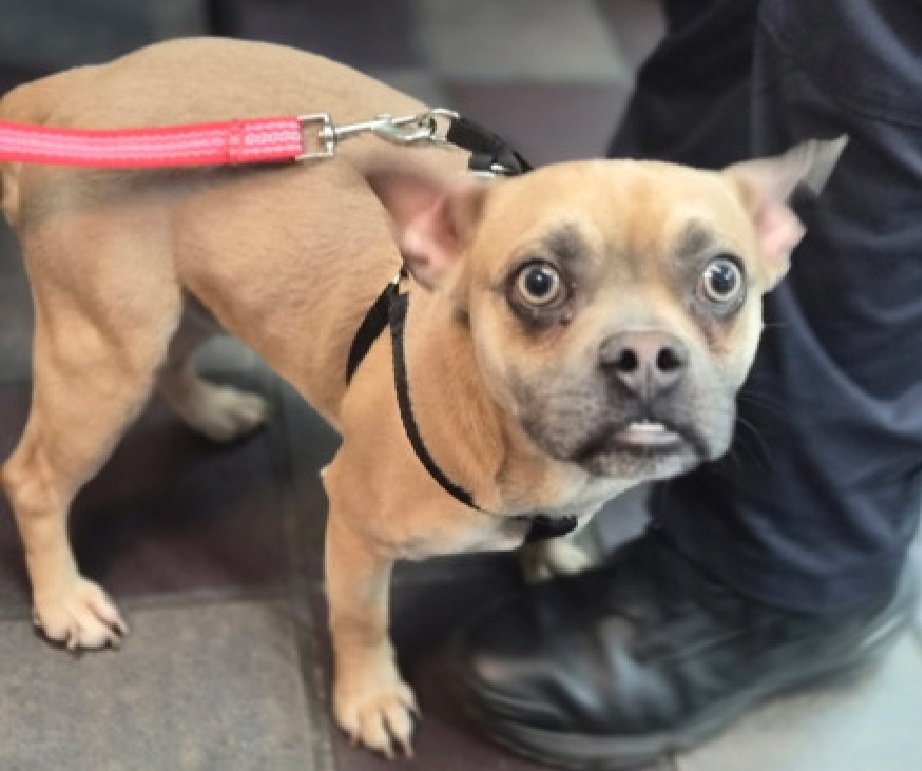 LisaBrabson's tweet image. OJITOS  #252124 3yo,19.6lbs of pure love ❤️ 
Beautiful little guy,but bless his wee ❤️ he is so scared
at #NYCACC  
He will b such a great little companion!
Tender boy,absolutely ADORABLE  
Plz #Adopt #Foster or #Pledge4Rescue to save his wee life!
nycacc.app/browse/252124