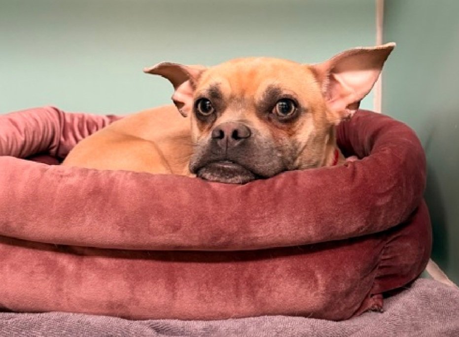 Lisa Brabson. tweet media