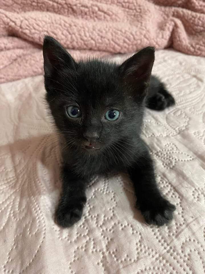 Rafa⋆𐙚₊˚ tweet media