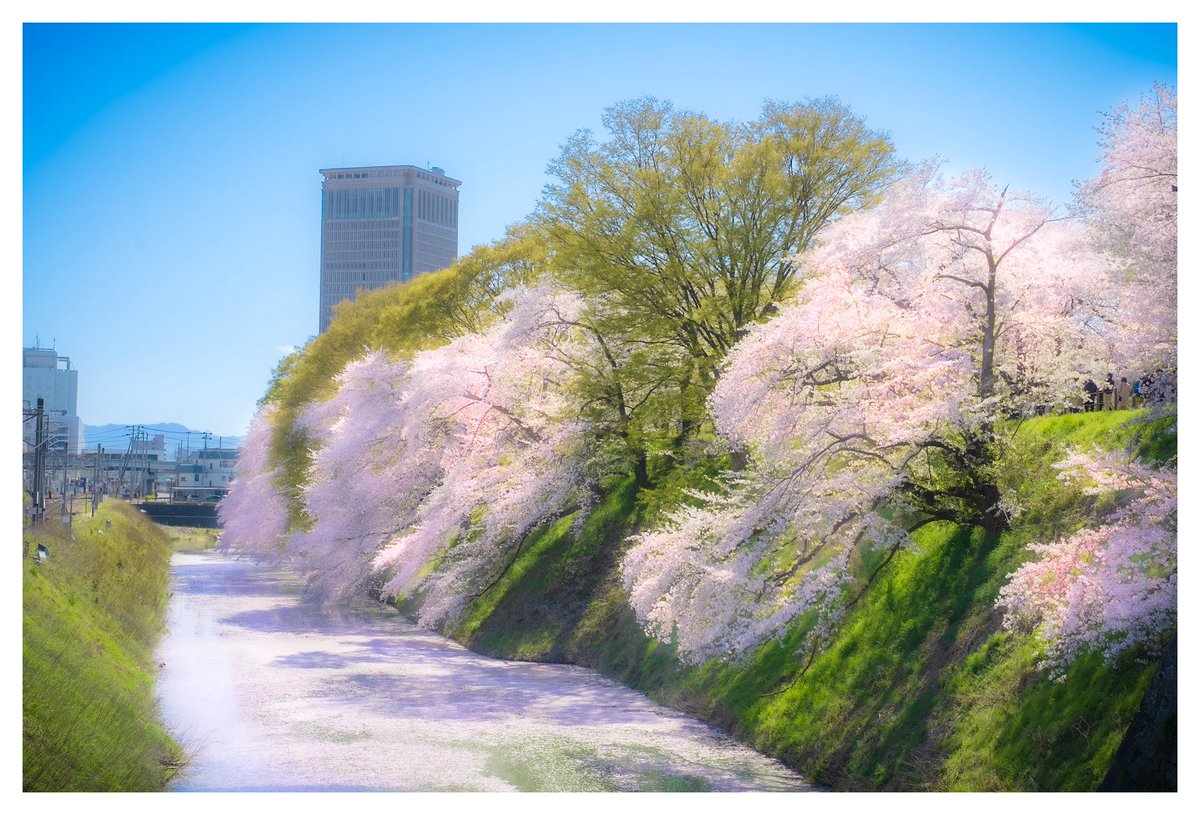 tumugi_day_7's tweet photo. 風にほどける春を、そっと見送る。

#キリトリセカイ
#写真好きな人と繋がりたい https://t.co/H8qAtUu9oQ