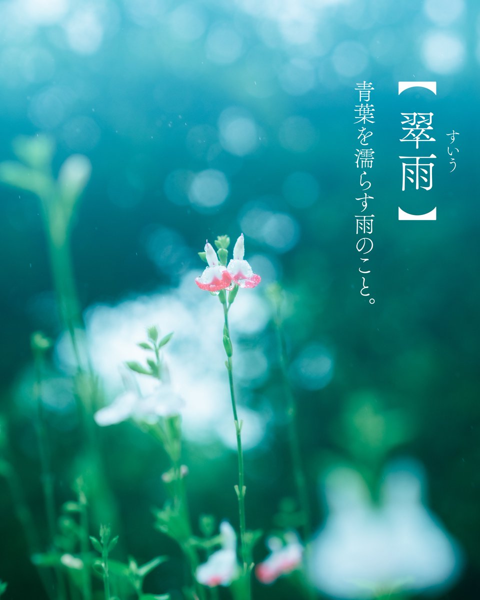 浅夏レイ -言の葉収集家- tweet media