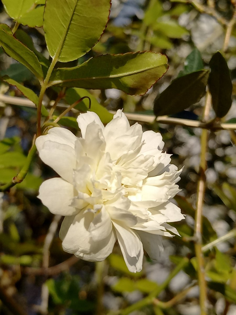 新緑の様相に変わってきました。なぜかまわりに白いお花がたくさん咲いていて、緑と白のコントラストがきれいです。心も真っ白にして、また明日を咲かせましょう！
以上、薔薇・ブルーベリー・ツツジ・フリージアの皆様です。