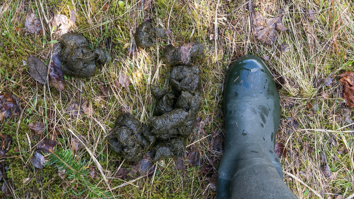 p_aulwhite's tweet image. Eurasian brown bear scat (grazing on meadow grass). #tracking #trackandsign #Transylvania #Romania