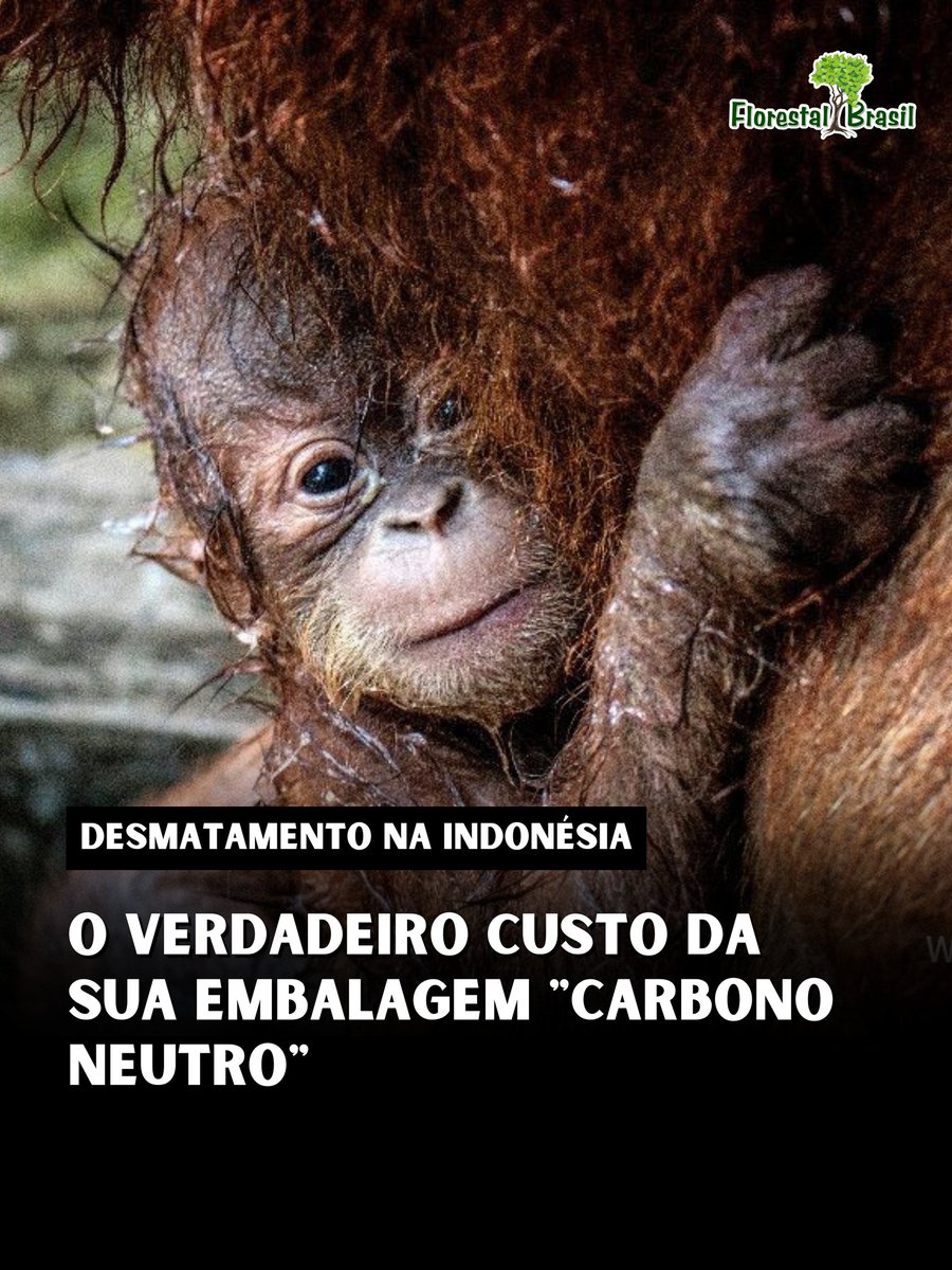 Florestal Brasil 🌳 tweet media