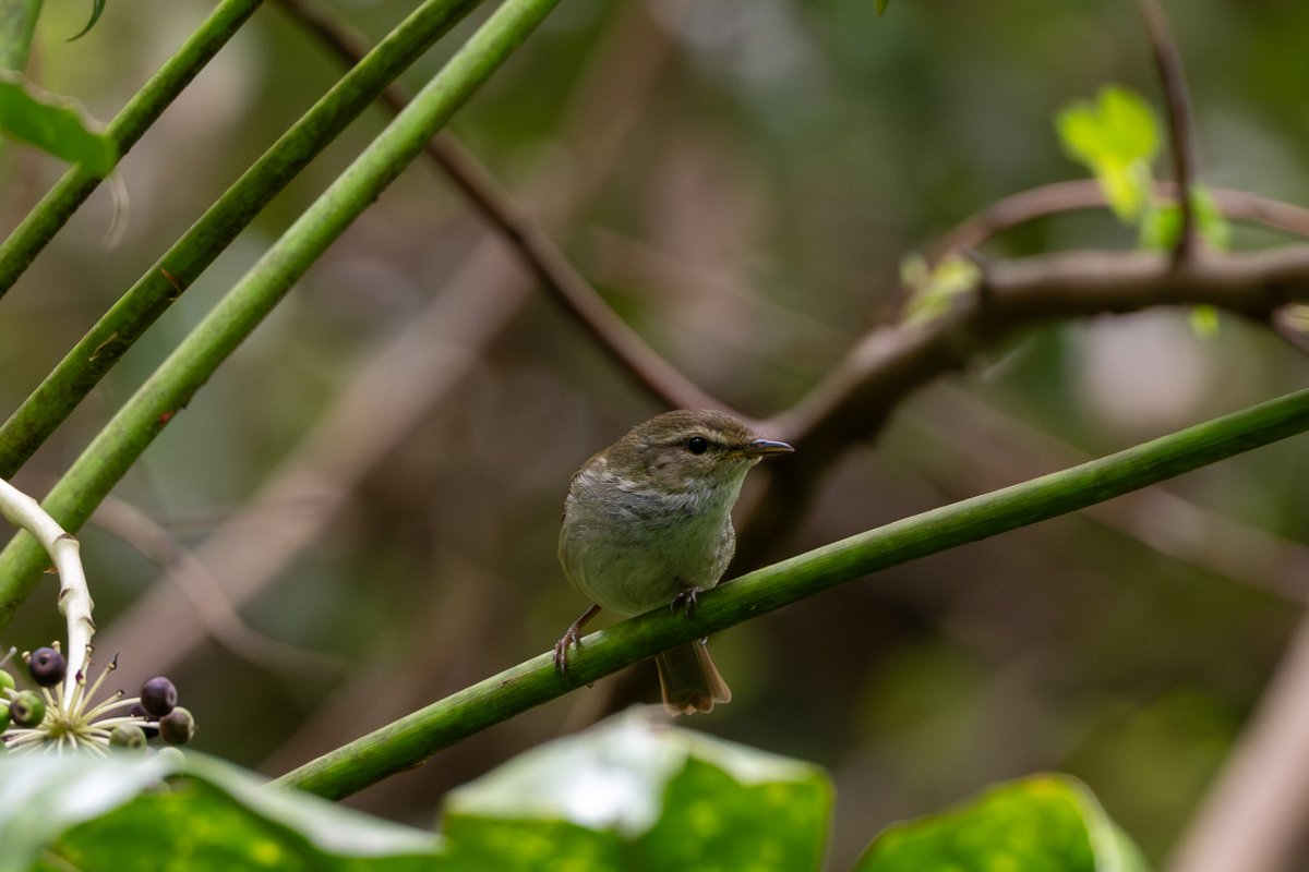 keropow's tweet image. 新緑のヤツデに囲まれているウグイス。大きな声でさえずっていてもここなら安全です。
#写真好きな人と繋がりたい #キリトリセカイ #Z6III ＃野鳥撮影　#私とニコンで見た世界