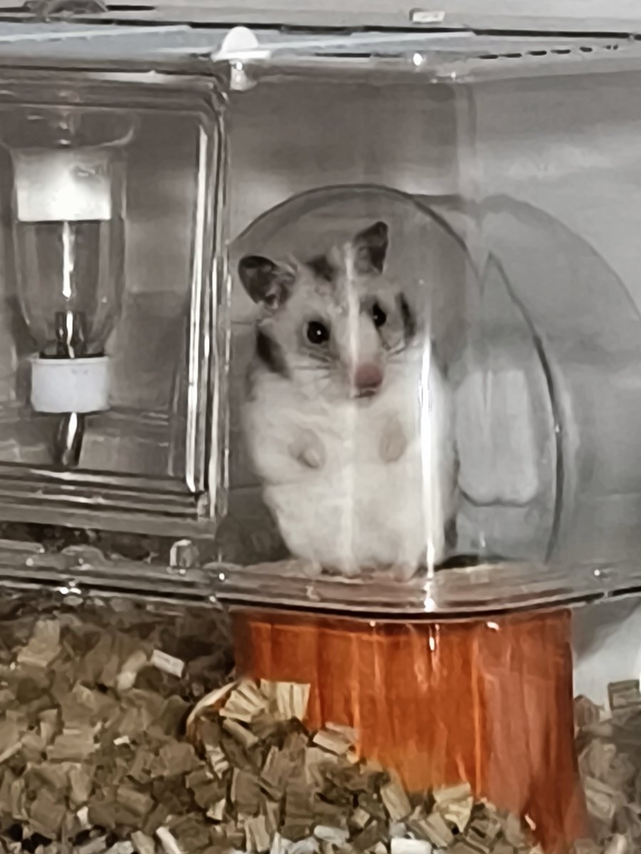 🐹ハムの下僕🍊❄🩶 tweet media