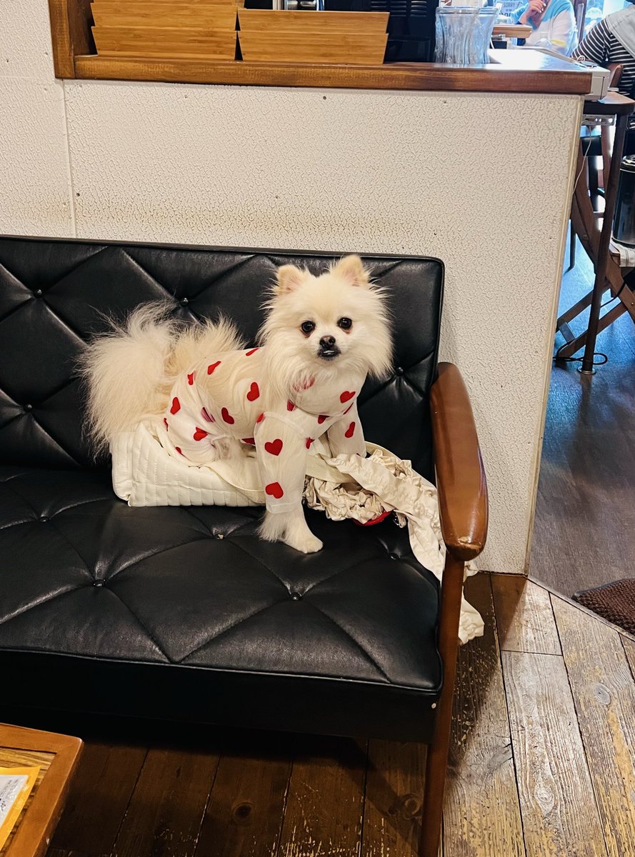 akinamickey's tweet photo. 新しい服いやがった🐶🥲
#ナミキ食堂 ライスルームカフェは今週末営業です☕️ https://t.co/pjvHqCrOCT