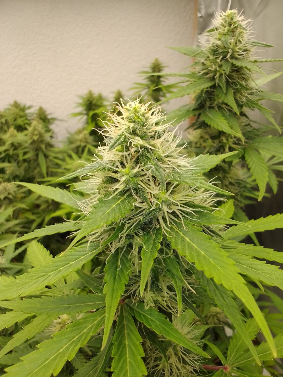 Die Amnesia Lemon von Barney's Farm macht gerade richtig Eindruck mit ihren Trichomen.
Diese Sativa-Dominante hat 2004 den Cannabis Cup abgeräumt. Wer von euch hat sie selbst schon mal angebaut? Teil deine Erfahrung unten!