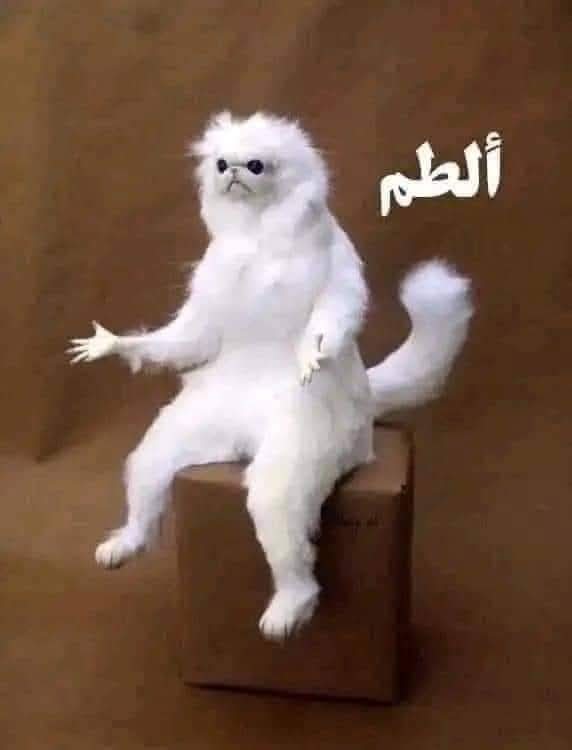 ♏ Marmour the strong woman 🔱 Princess Marioum👑🐳 tweet media