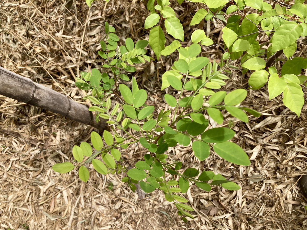 はらだみずき tweet media