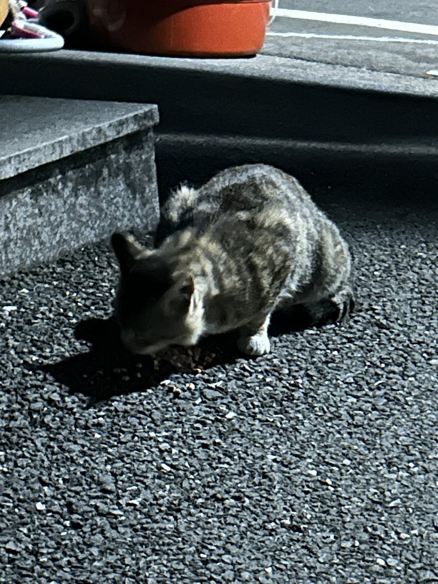 고슴도치댄스 tweet media