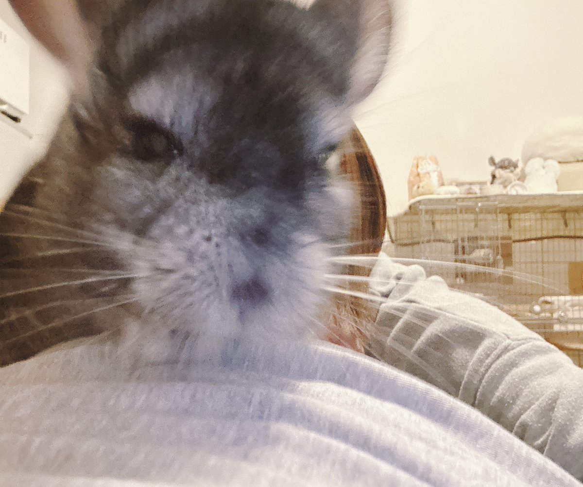 きなこもこ tweet media