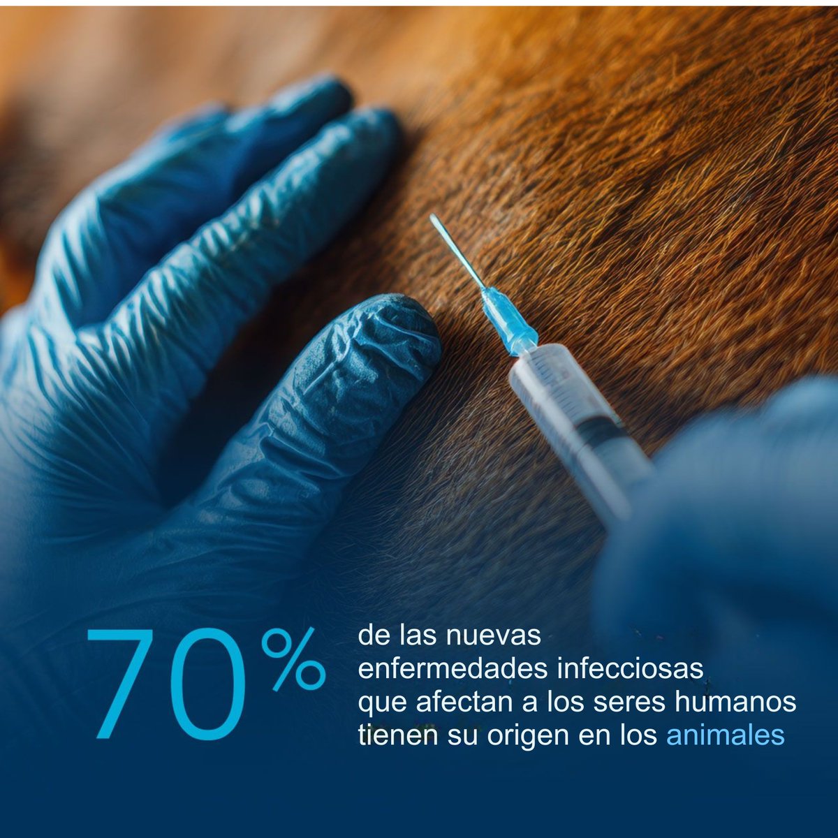 CevaConoSur's tweet photo. 🌍 La medicina preventiva es la piedra angular de #OneHealth, ya que contribuye no solo a la salud animal, sino también a la salud pública.

Como veterinarios, es nuestro deber desarrollar medicina preventiva para los animales con el fin de evitar que los seres humanos enfermen https://t.co/glCgFIllRF