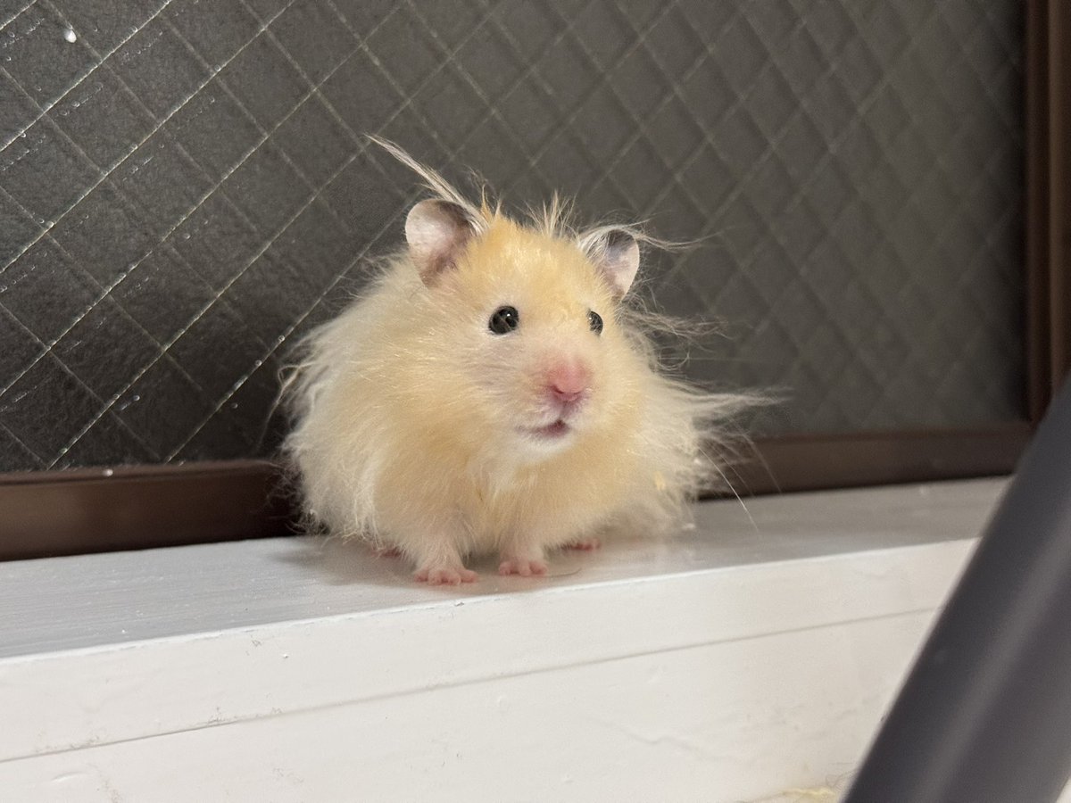 てんまろ tweet media