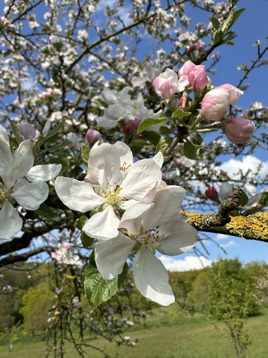 ŞahsınaMünhasır tweet media