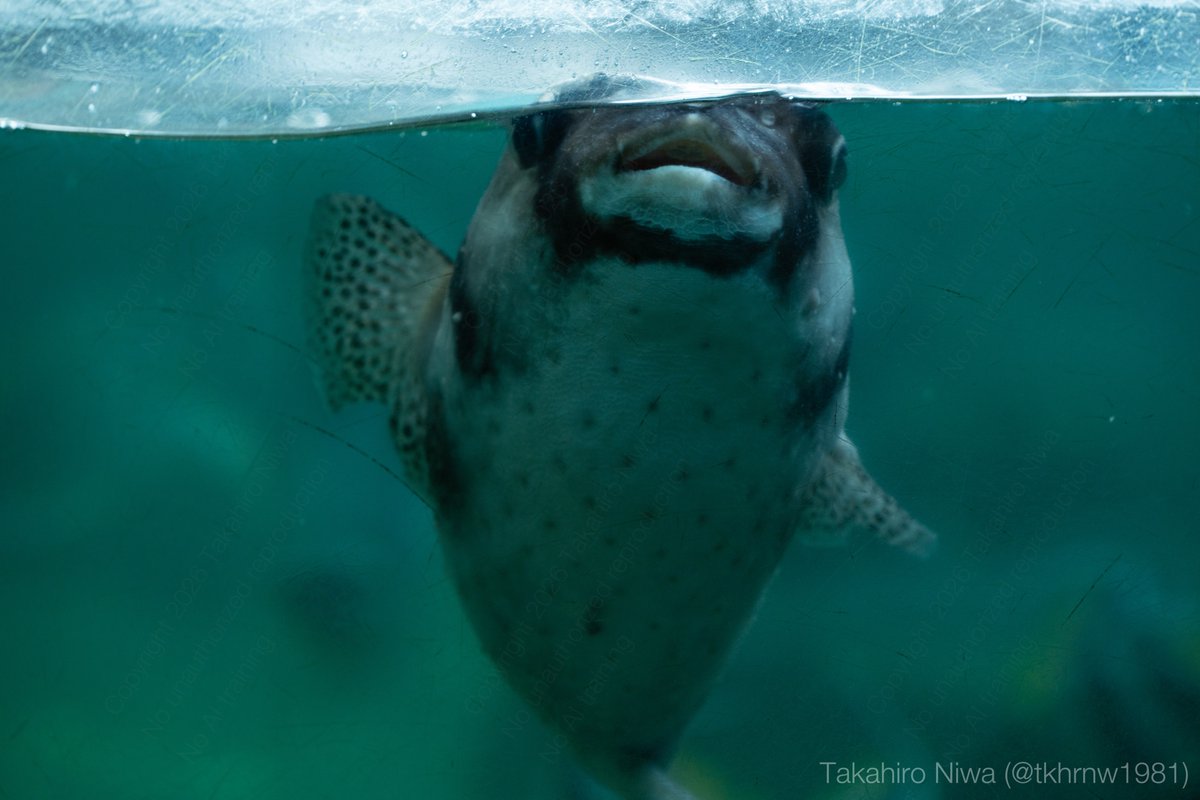 tkhrnw1981's tweet photo. 手をお振りになるフグ（ファンサ）
A blowfish moves its hand!

#八景島シーパラダイス #フグ #水族館 #aquarium #blowfish https://t.co/mbQEqbCbMJ
