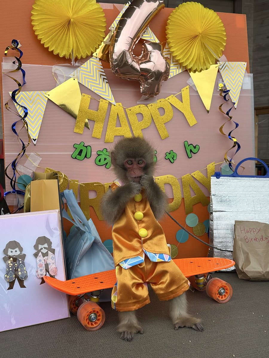 tkmin_monkey's tweet photo. かあるちゃん4歳のお誕生日おめでとう🎁
そして単独公演お疲れ様でした🧡

難易度の高い新技を披露するかあるちゃんはとってもかっこよくて感動しました🥹

①スーパーアイドルかある様
②指示されてないのにお辞儀🤣
③公演後のご褒美もぐもぐタイム
④応援隊の4猿🐵 https://t.co/6EI5txoEzu