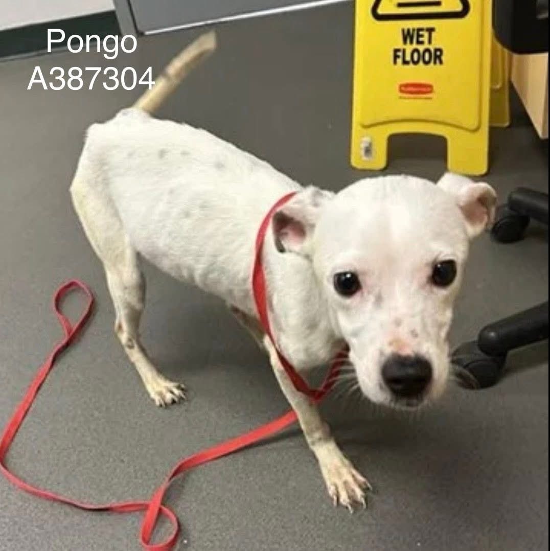 LisaBrabson's tweet image. PONGO #A387304 2yo
This little mite,thrown out like trash,by worthless owners🤬😭 
Wee angel,extremely malnourished,little hide stretched across frail bones,but he still has such a Twinkle 🌟in those loving eyes 
#Adopt or #Foster this baby &amp;amp; fatten him up!
#Pledge4Rescue #TX