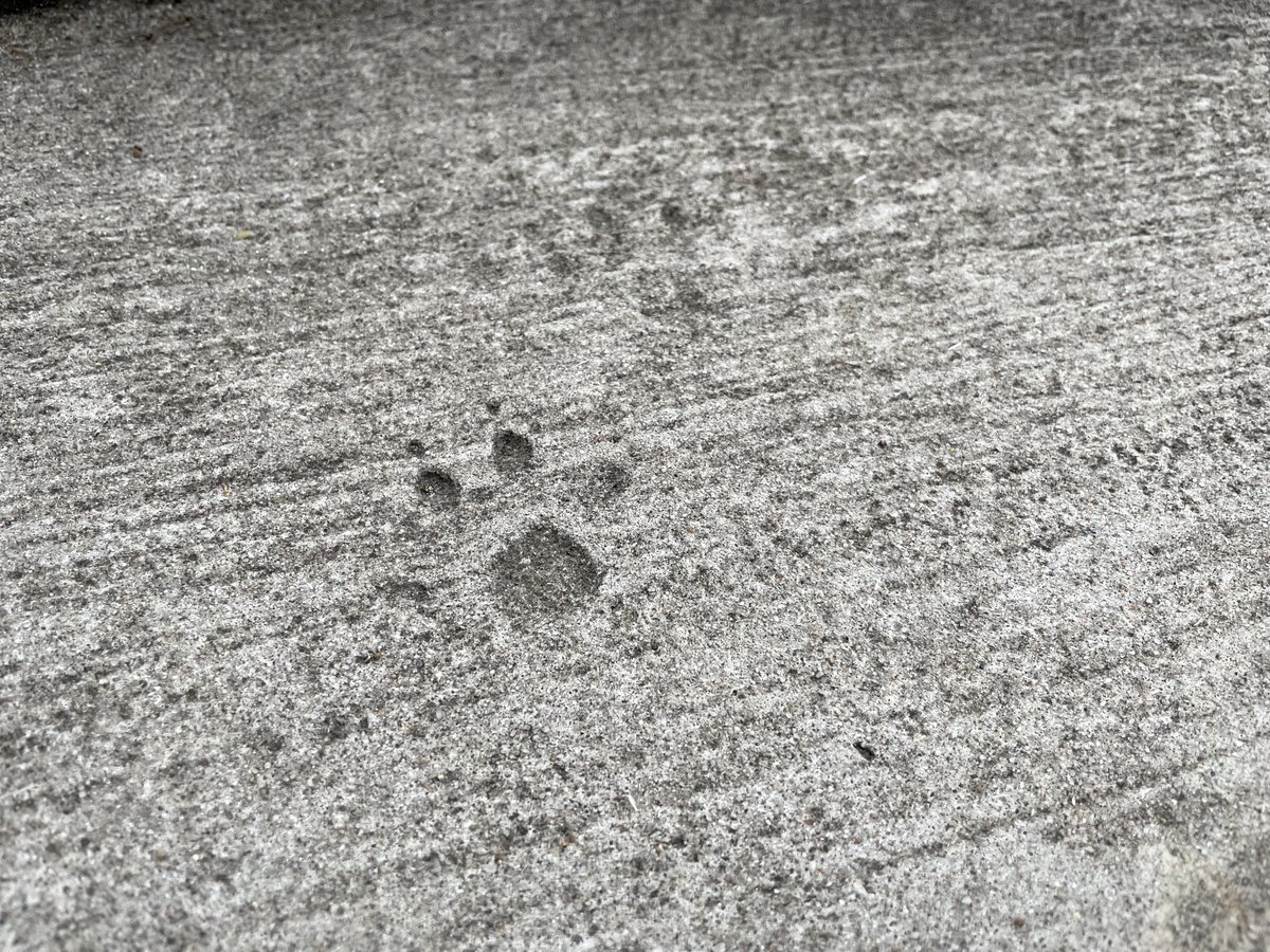 なうしか tweet media