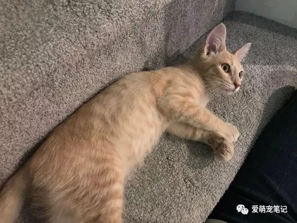 nolberto llapo tweet media
