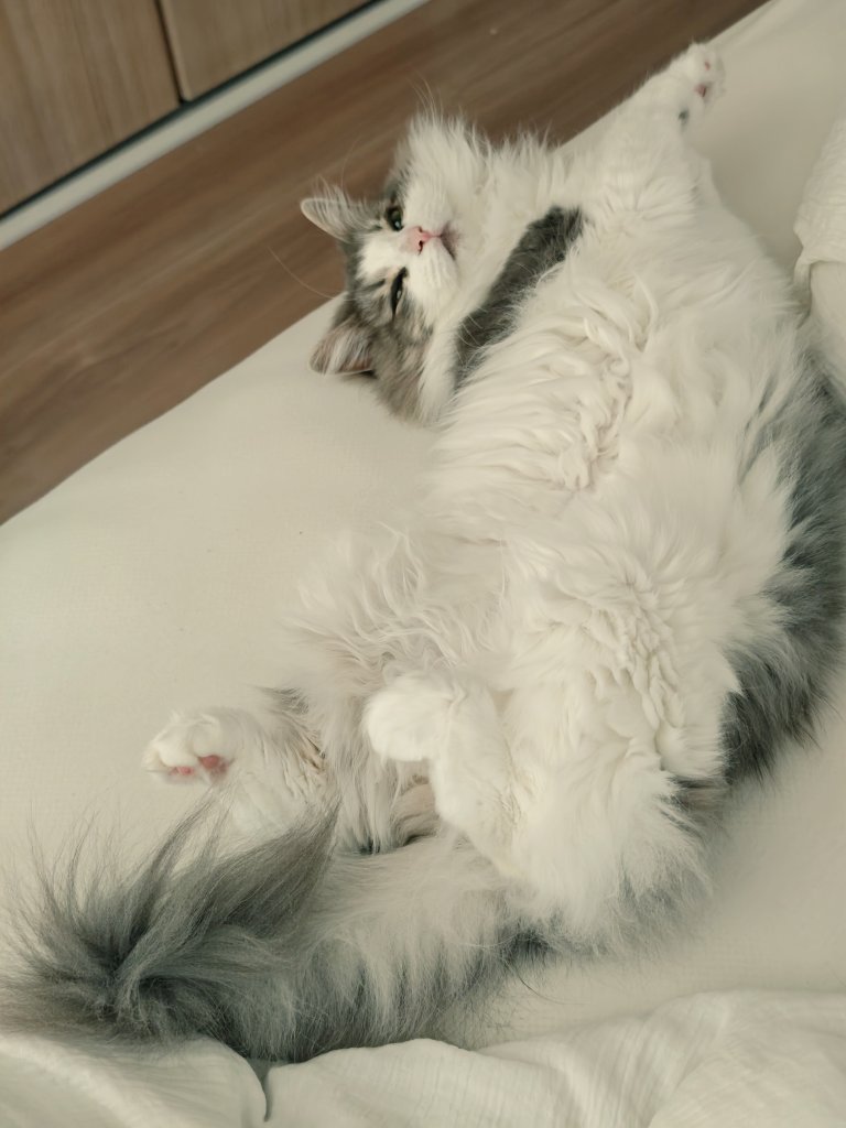 りん🐈ノルウェージャンフォレストキャット tweet media