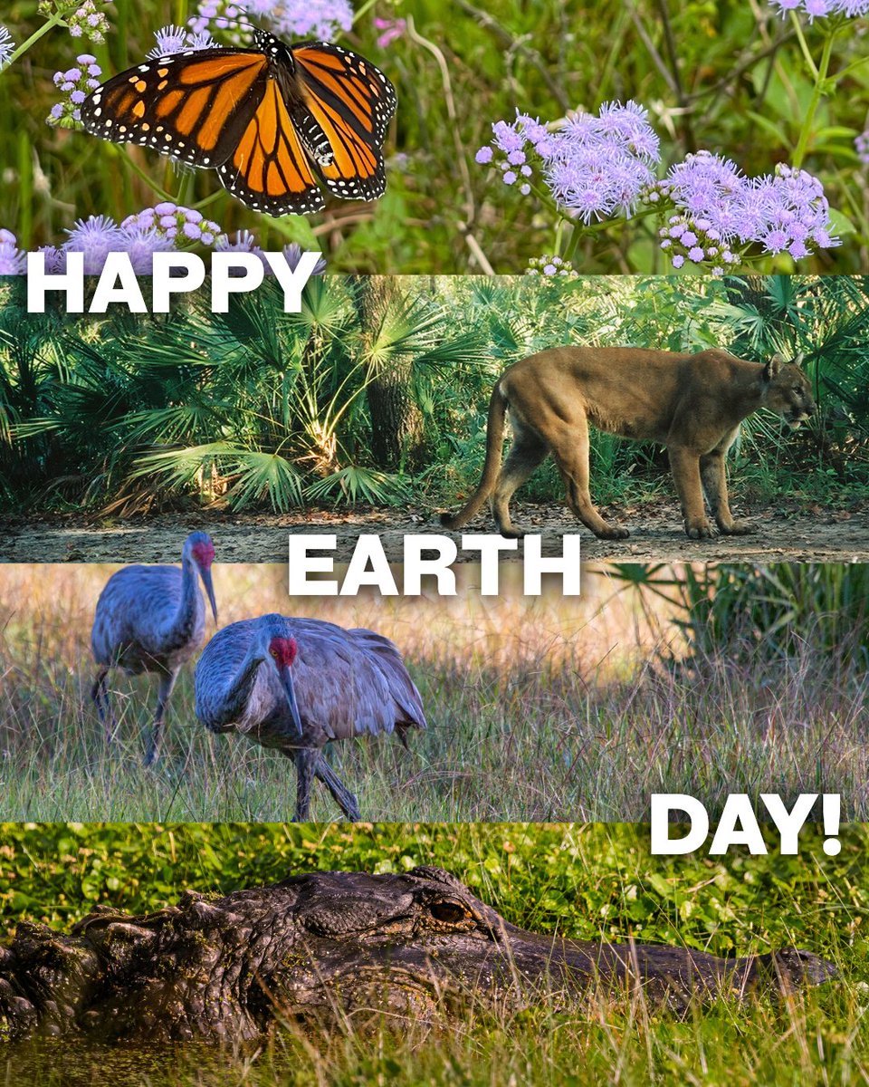 MyFWC's tweet image. In the Sunshine State, it feels like Earth Day every day 🌎🐊🌿

Today, we are celebrating Florida’s wild lands and the remarkable wildlife that call this corner of Earth home.

#EarthDay #FloridaWildlife