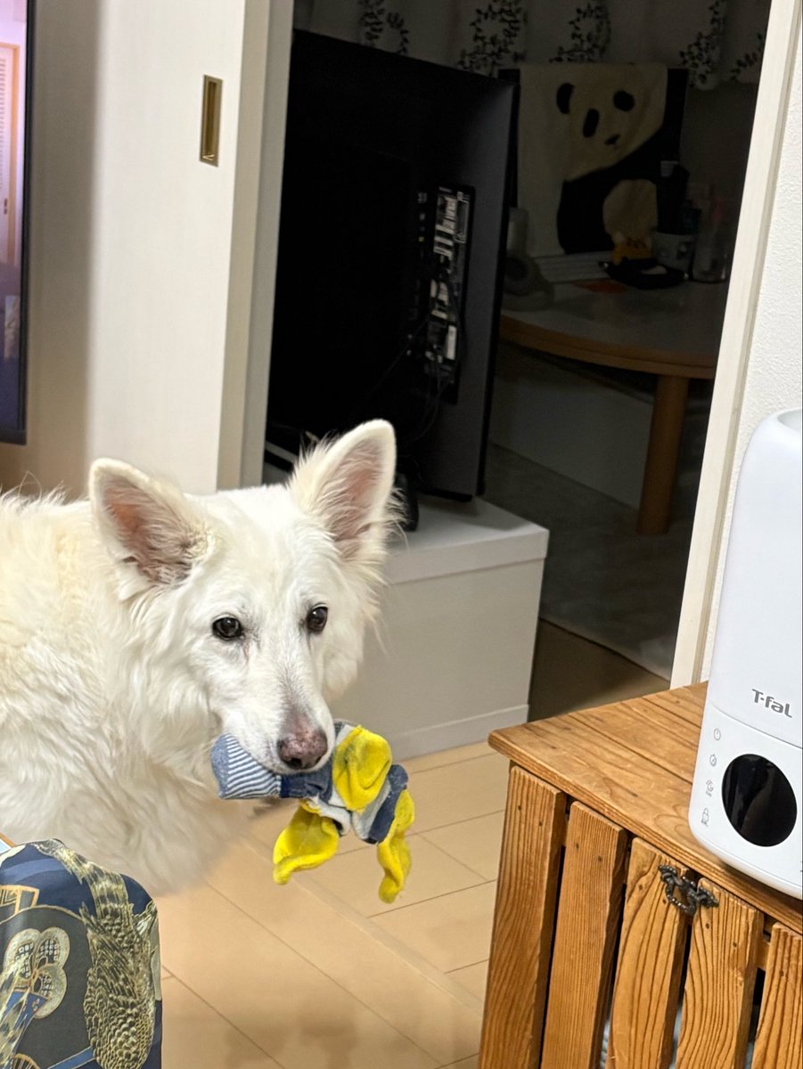 今日のくつしたドロボウ