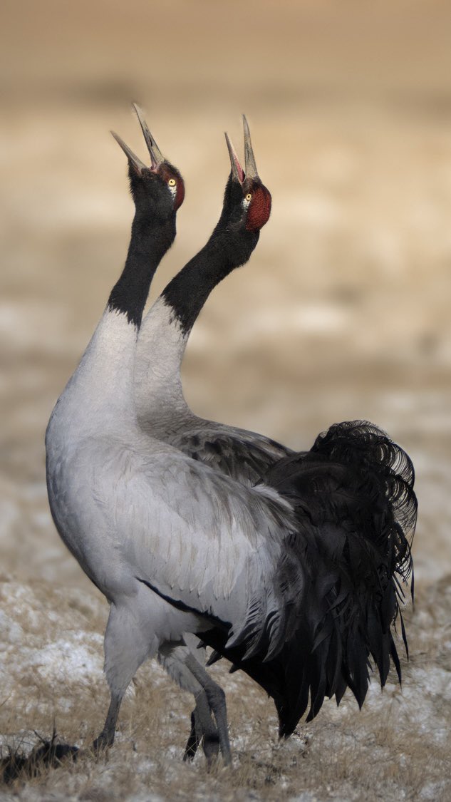 Mohit Mehta tweet media