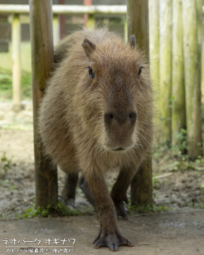 カピバラ写真家〇渡辺克仁 (@capybarahp) / Posts / X