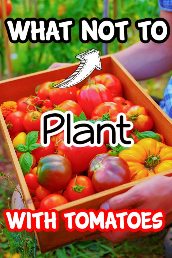 Dian_Farmer_'s tweet image. What Not To Plant With Tomatoes

dianfarmer.com/what-not-to-pl…
#veggiegarden #pottedgarden #allotment #organicgarden
