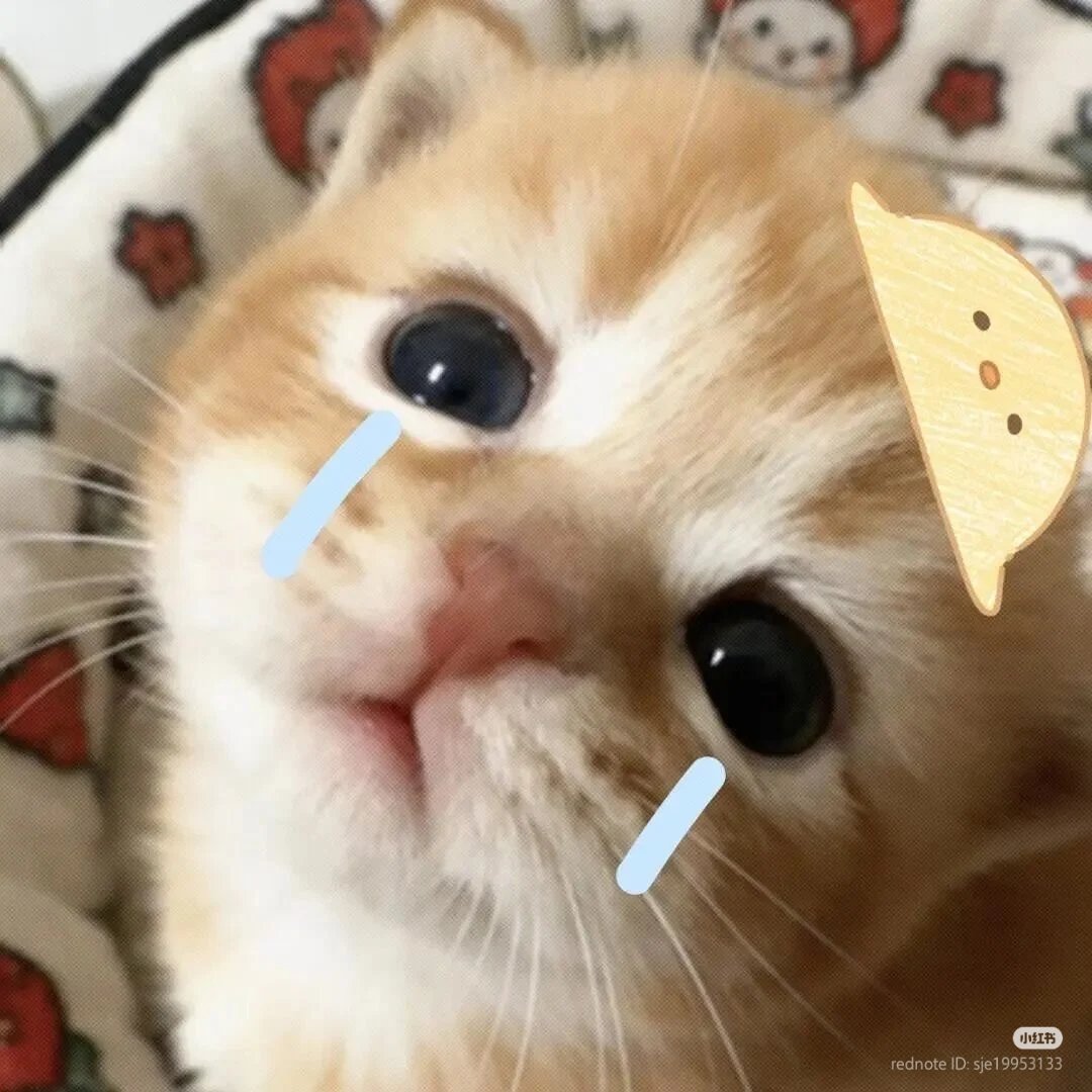 No Context Cats tweet media