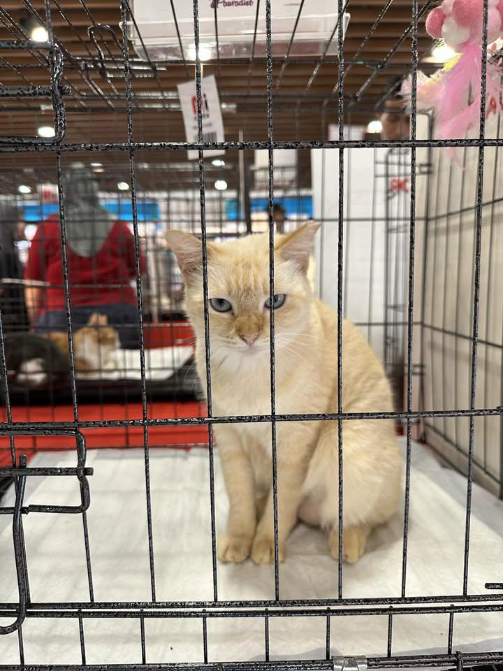 Nostradaus tweet media