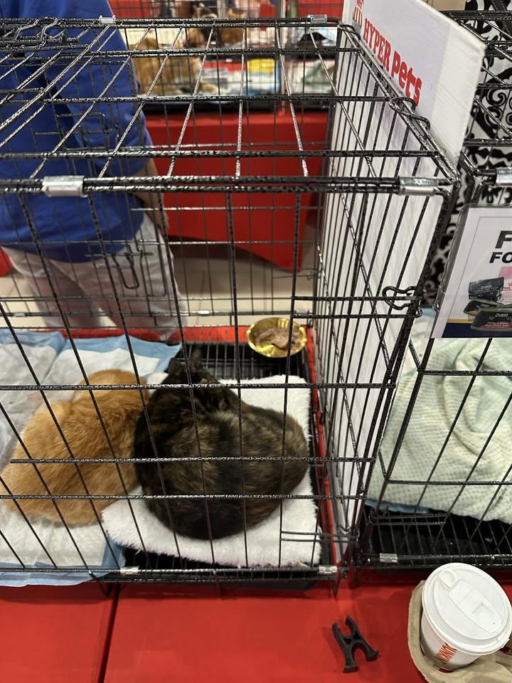 Nostradaus tweet media