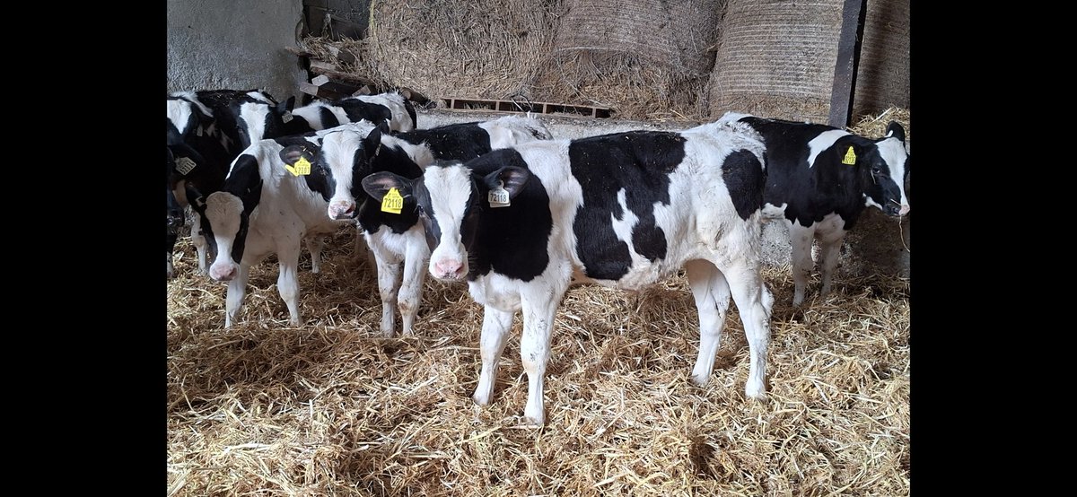 Moynehill Holsteins tweet media
