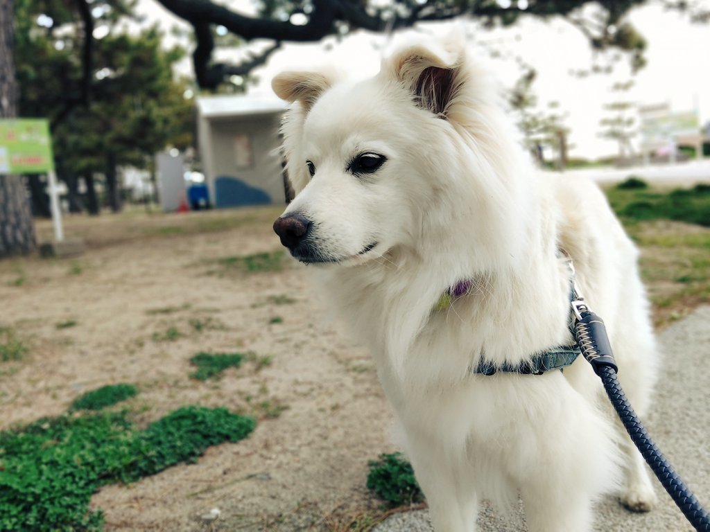 夕方のバズくんだよ🌊🐾