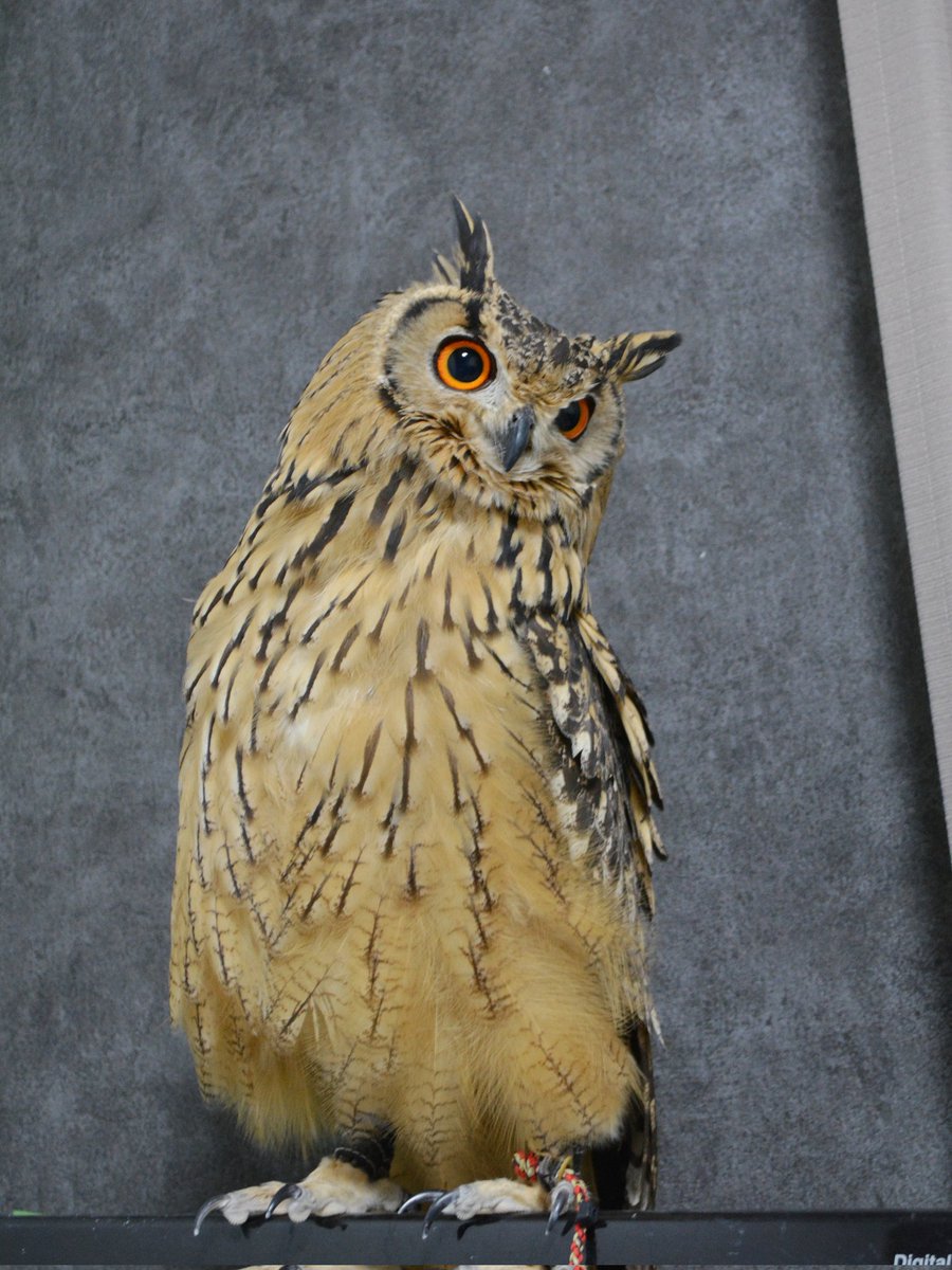 🦉とりちゅんHOUSE🦜 tweet media