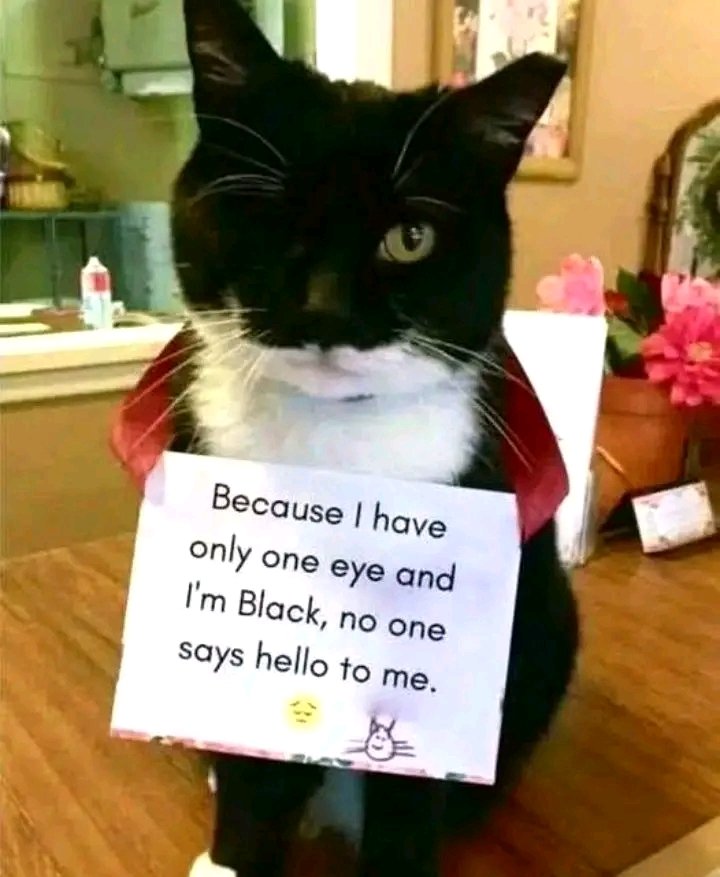 The Meow Cats tweet media