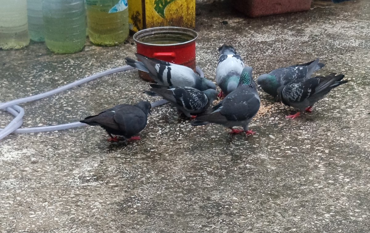 Dryades(orman perisi) tweet media