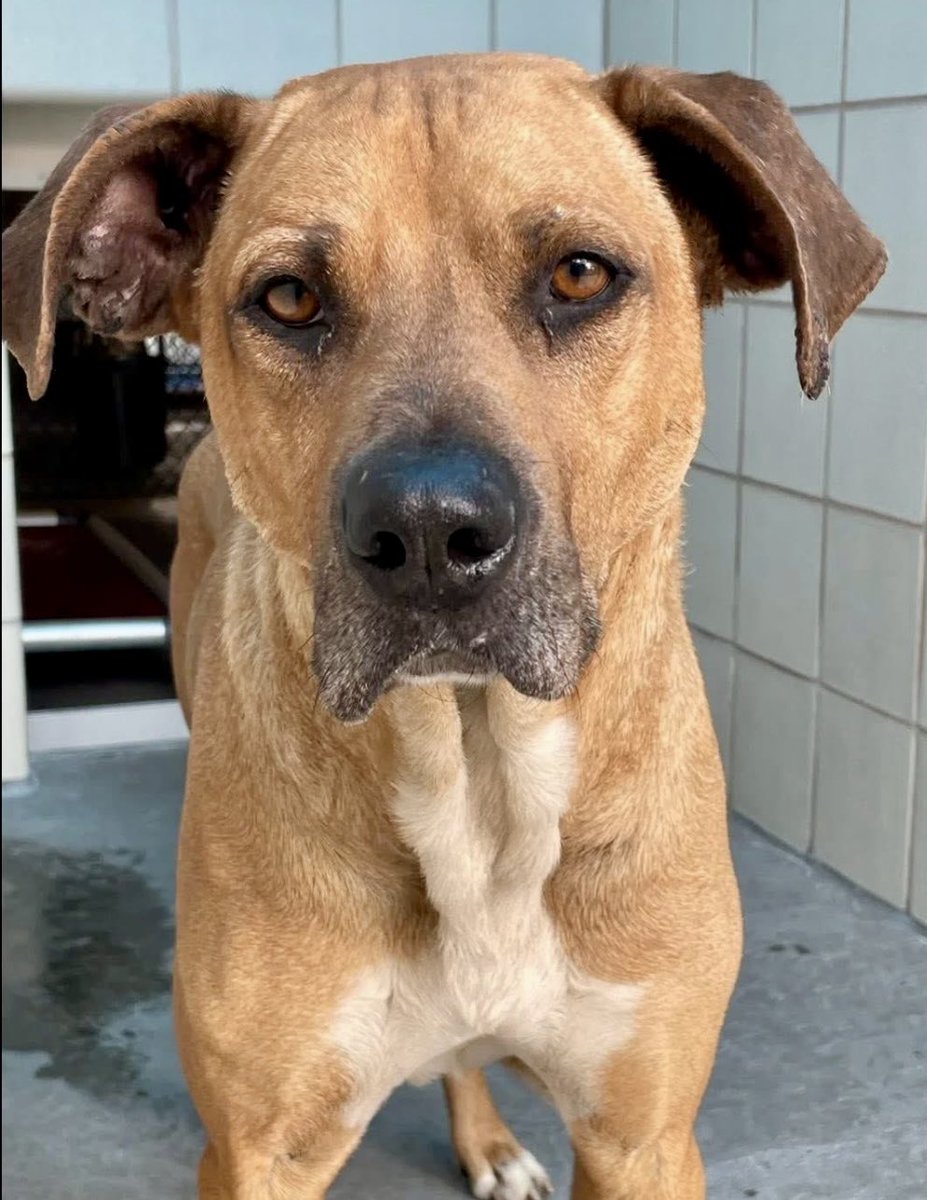 LisaBrabson's tweet image. CANOLE #A386837 3yo
I'M HURTING SO BAD,PLZ HELP ME😞 I DON'T WANT TO DIE 
He's injured,in pain,looked over for who knows how long
Mistreated by everyone, loved by none
WE can save this darling 

Plz #PLEDGE for med. rescue🆘️Sponser his vet care if u can!
#CorpusChristiACS #TX