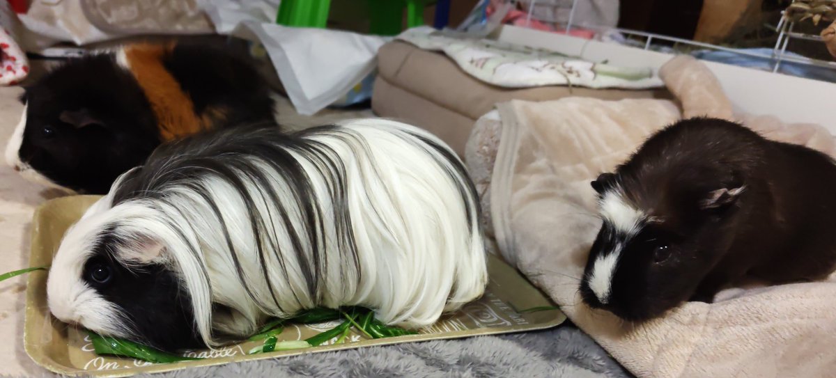 🐹たべるのに夢中🐼🐨

パンナちゃんは真ん中陣取りすぎ