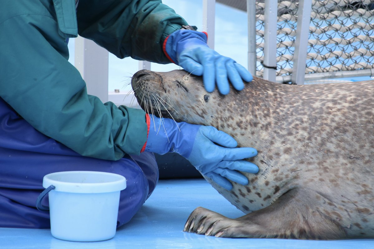 りっきー⋆🦭 tweet media