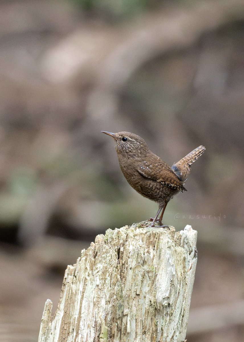 なすび tweet media