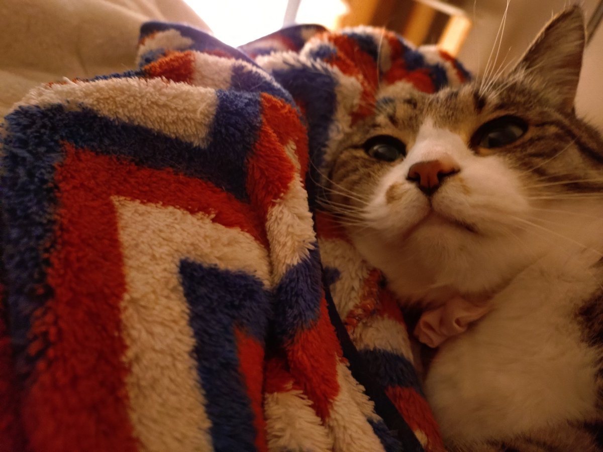 sleepy cat tweet media