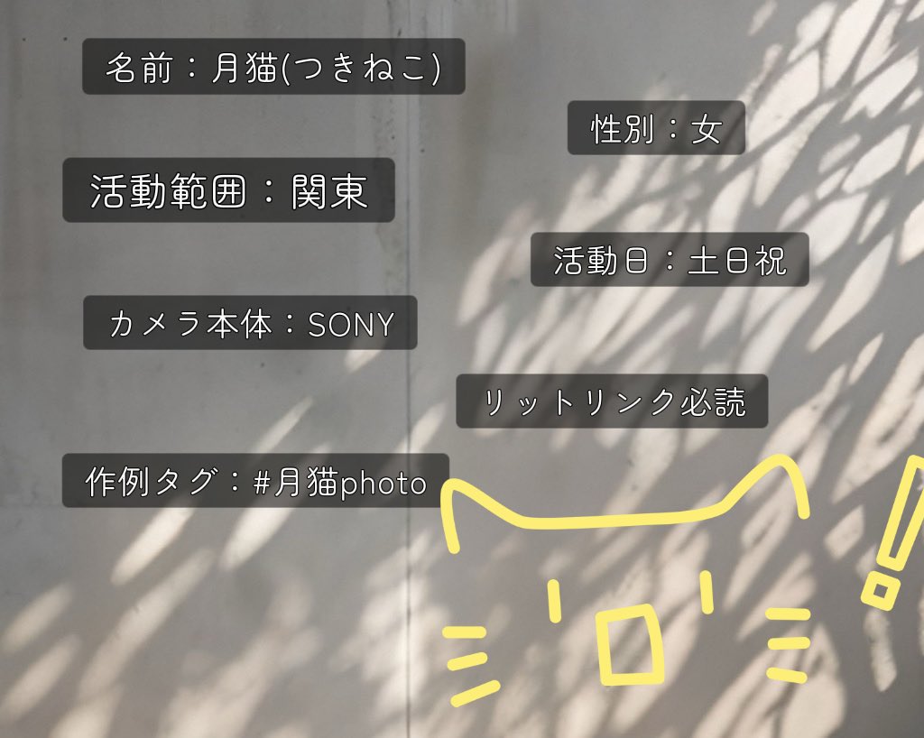 月猫🔰📸@5/23 a！ tweet media