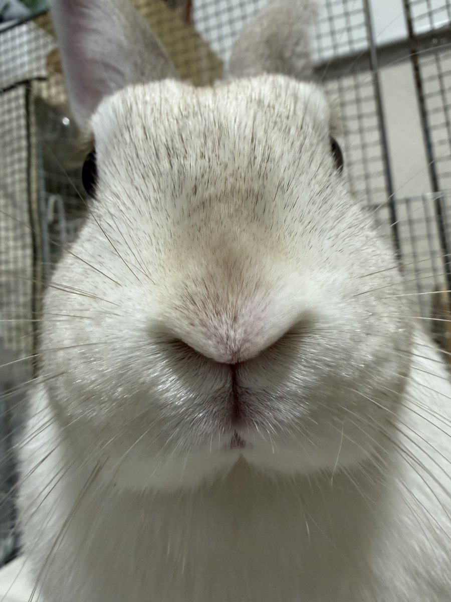 れいん tweet media