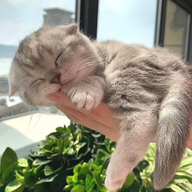Cats all the way tweet media