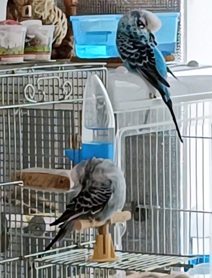 りんこの母 tweet media