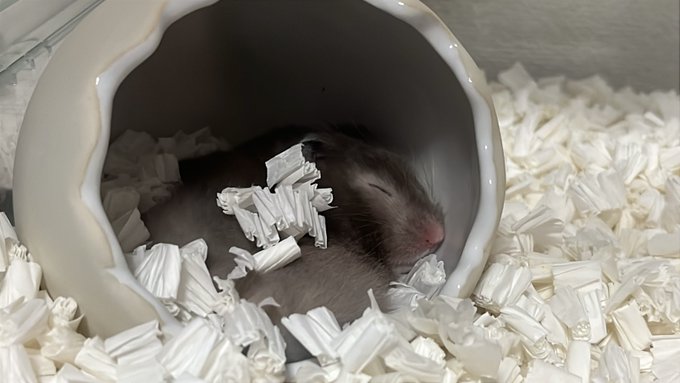 長毛ハムスターって最高 